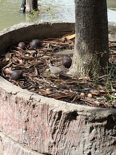 Zebra Dove