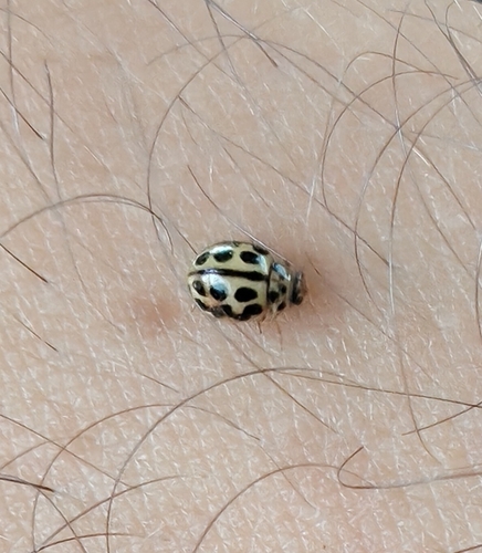 16-spot Ladybird