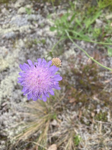 Field Scabious
