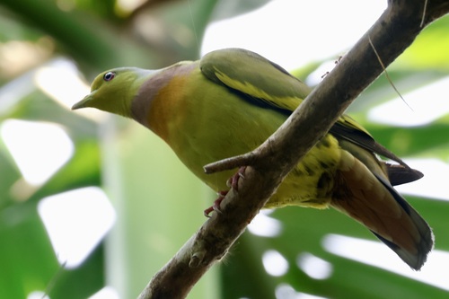 Orange-breasted Green-Pigeon
