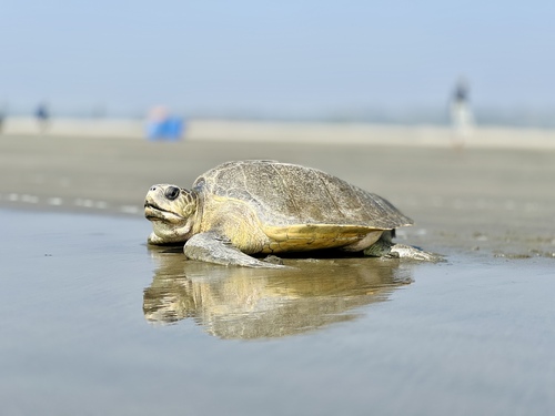 Olive Ridley Sea Turtle