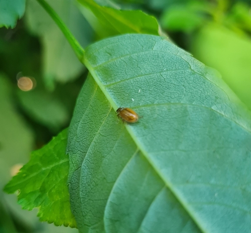 Larch Lady Beetle