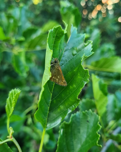 Large Skipper