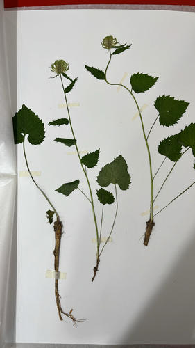 Phyteuma ovatum pseudospicatum