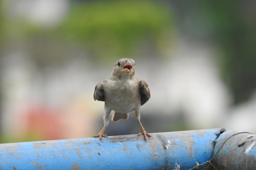 House Sparrow