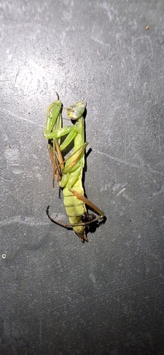 European Mantis
