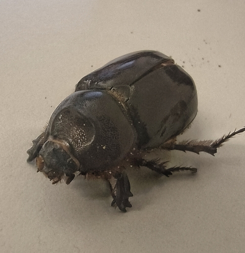 Oryctes nasicornis corniculatus
