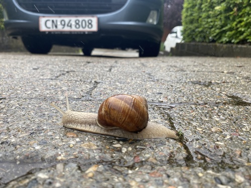 Roman Snail