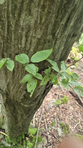 European Hornbeam