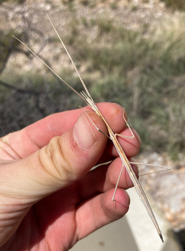 Colorado Short-horn Walkingstick