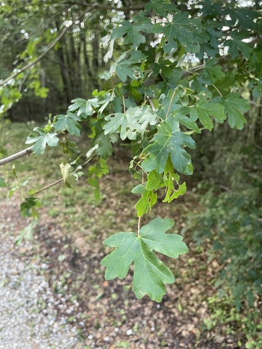 field maple