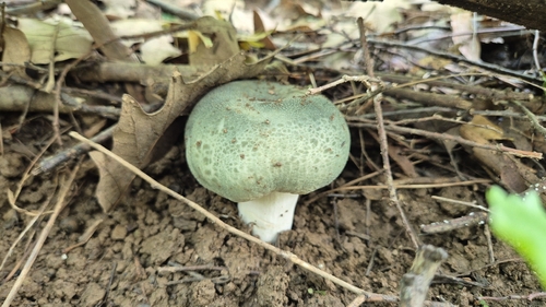 Green Russula