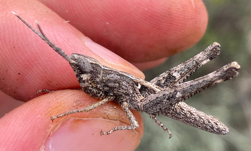 Slender Range Grasshopper