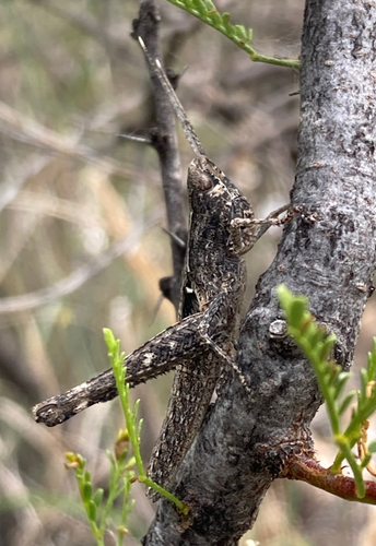 Slender Range Grasshopper