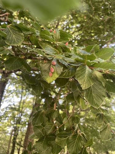European beech