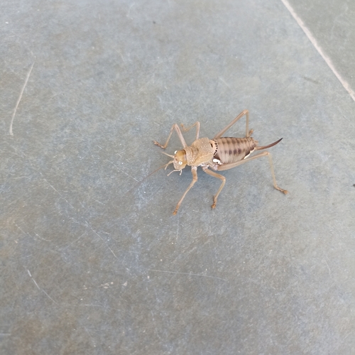 Rough Saddle Bush-cricket
