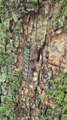 Spongy Moth