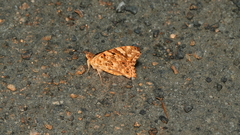 Painted Lady