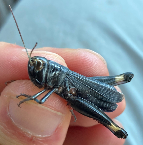 Ebony Grasshopper