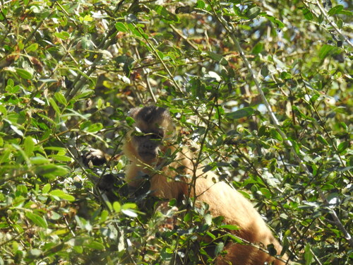 Black-striped Capuchin