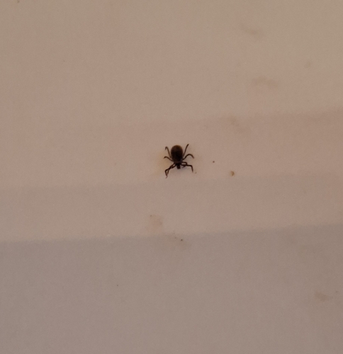 Castor Bean Tick
