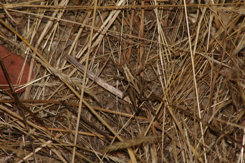Brown-spotted Bush-cricket