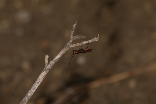 Glyptomorpha pectoralis