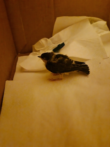 Western House Martin