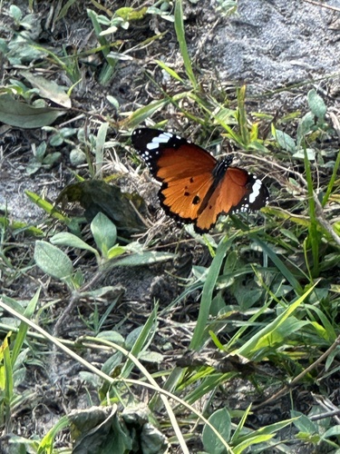 Plain Tiger Butterfly