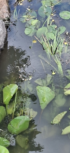 yellow water-lily