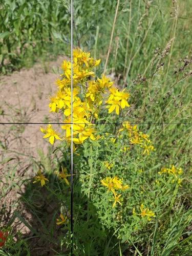 Common St. John's Wort