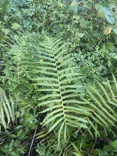 Widespread Maiden Fern