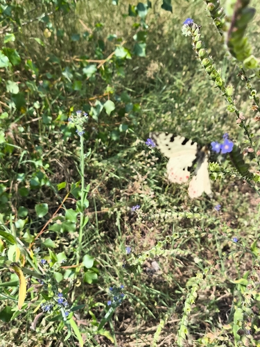 Eastern Festoon