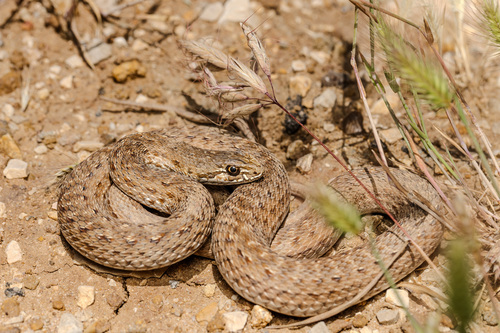 Eastern Montpellier Snake
