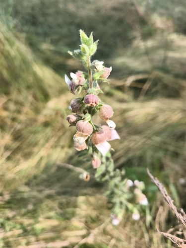 Woolly Foxglove