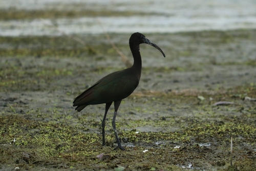 Glossy Ibis