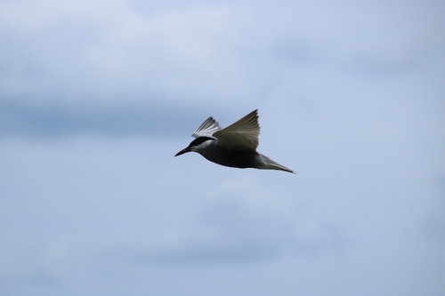 Whiskered Tern