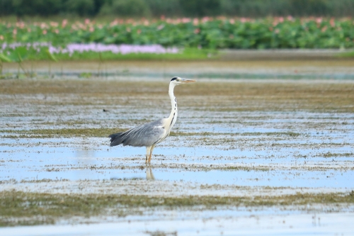 Grey Heron