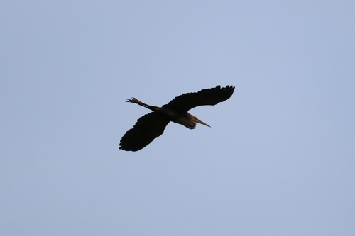 Purple Heron