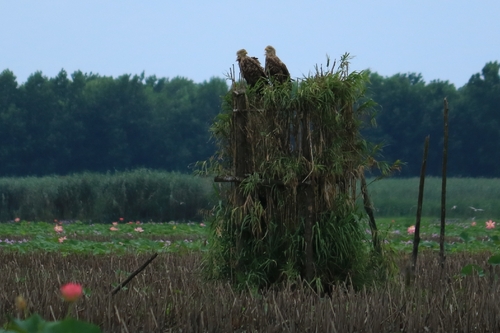 White-tailed Eagle