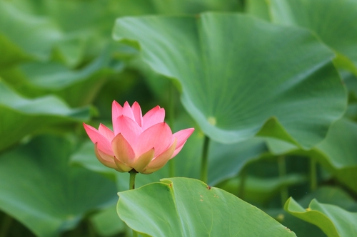 Sacred Lotus