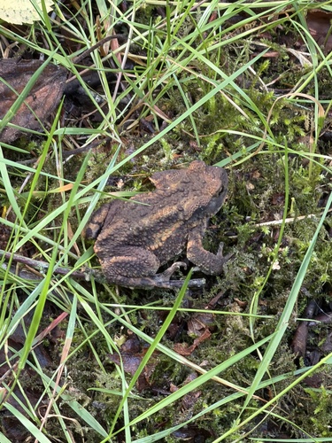 European Toad