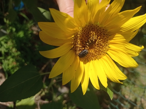 Mediterranean Spotted Chafer
