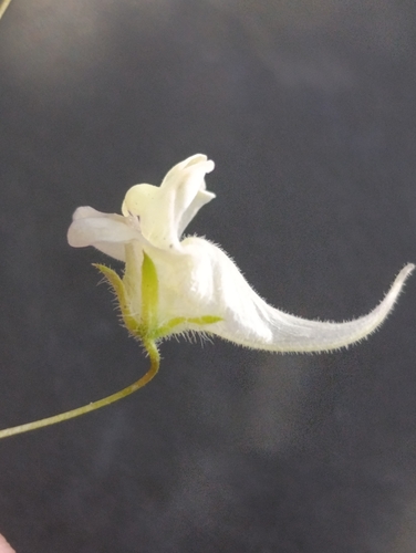 Mediterranean Fluellen
