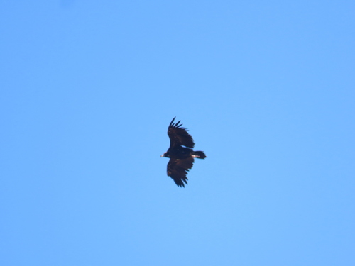 Cinereous Vulture