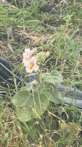 common devil's-claw