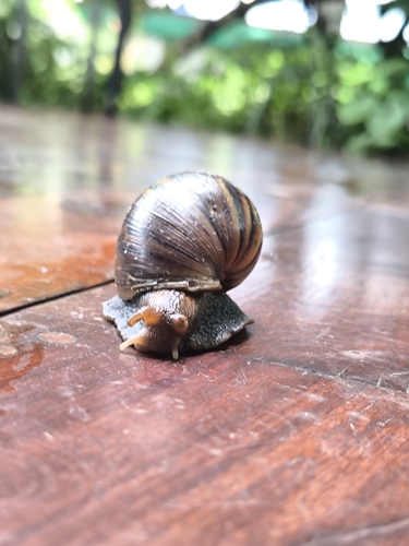 African Giant Snail