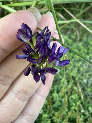 Alfalfa