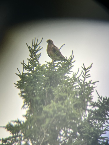Swainson's Hawk
