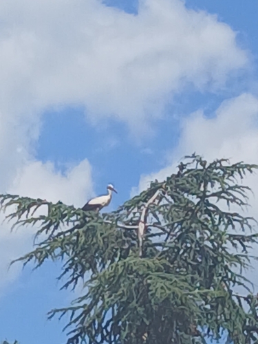 White Stork
